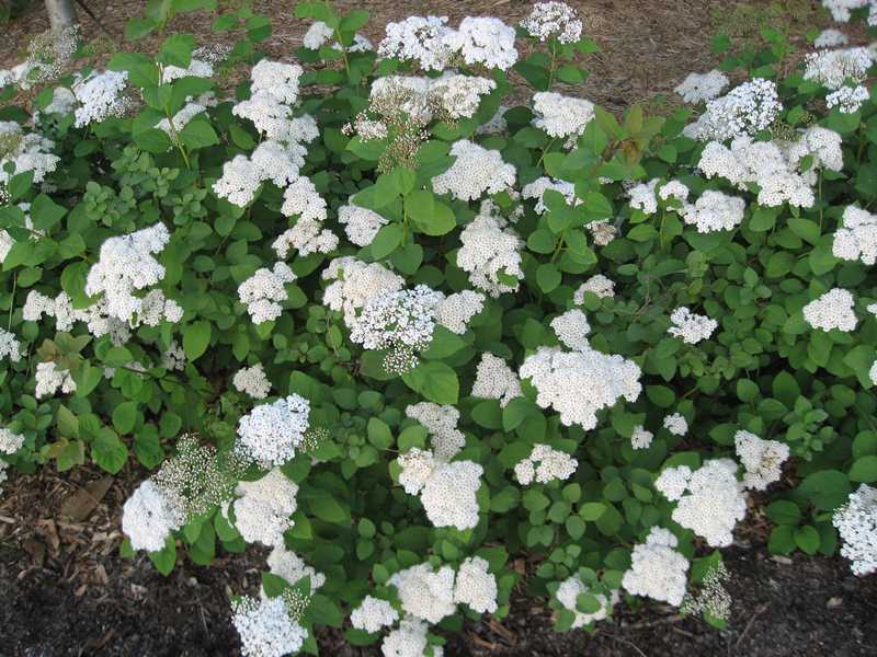 Lowgrowing Shrubs for St. Louis